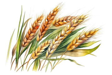 Illustration watercolor of oat, on transparent background with png file.