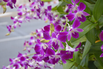 Fototapeta na wymiar purple orchid flower blooming in garden Bangkok Thailand