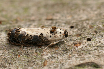 Closeup on the small White-backed Marble tortricid micro moth , Hedya salicella, sitting on wood