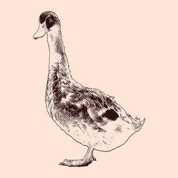 Duck vintage engraving illustration. Vector hen what standing side view. Farm animal sketch illustration. Hand drawn engraving style vector illustration.