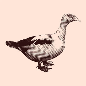 recommend clip art: Duck vintage engraving illustration. Vector hen what standing side view. Farm animal sketch illustration. Hand drawn engraving style vector illustration.