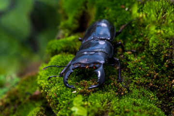 Stag beetle. Dorcus titanus platymelus. Stag beetle on stump wood with green moss.