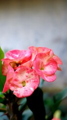 pink flower with water drops