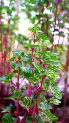 close up of a red currant