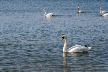Flock of white swans in the calm water of the Baltic Sea at Vistula Spit. Baltiysk. Russia