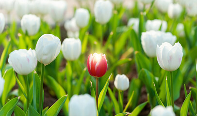 One red tulip on a background of white tulips
