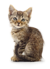 Kitten on white background.