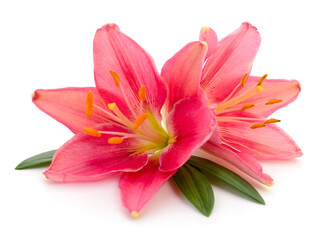 Fototapeta premium Two pink lilies.