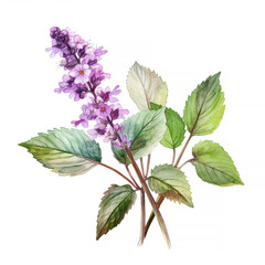 Plant patchouli or Pogostemon cablini branch with flowers and leaves. Hand drawn watercolor illustration isolated on white background. - obrazy, fototapety, plakaty