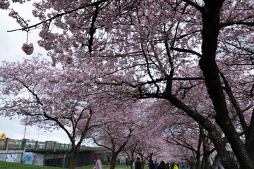 Cherry blossom trees