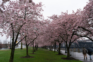 Cherry blossom trees