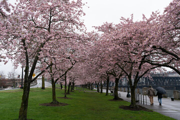 Cherry blossom trees