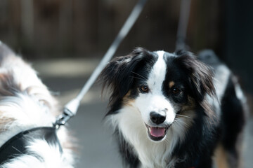 Dogs