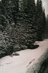 tracks in snow