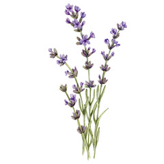 Obraz premium watercolor drawing lavender plants with flowers and green leaves isolated at white background, hand drawn illustration