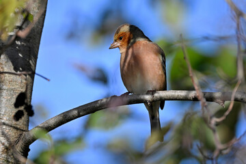 Buchfink // Common chaffinch (Fringilla coelebs) 