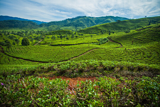 Beautiful landscape of Tea Plantation in Sinumbra, Ciwidey, Bandung Regency, West Java, Indonesia.