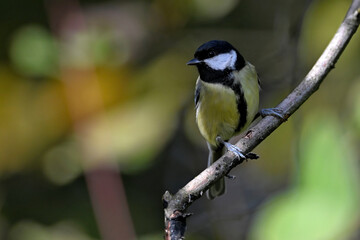 Great tit // Kohlmeise (Parus major) 