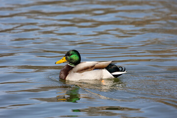 Wild duck or mallard, Anas platyrhynchos swimming in a lake in Munich, Germany