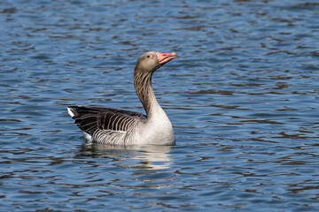 The greylag goose, Anser anser is a species of large goose