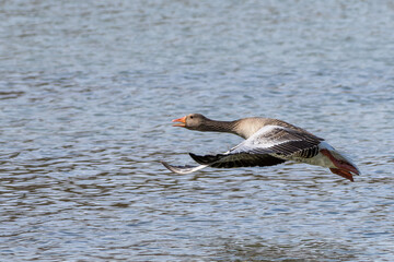 The flying greylag goose, Anser anser is a species of large goose