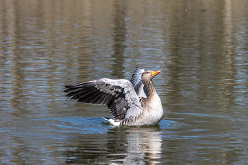 The greylag goose spreading its wings on water. Anser anser is a species of large goose