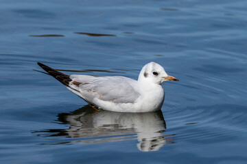 The European Herring Gull, Larus argentatus is a large gull