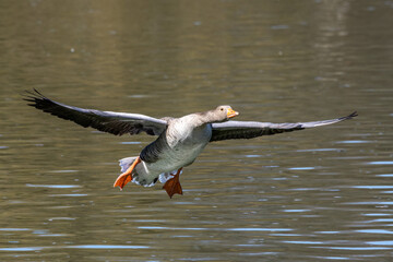 The flying greylag goose, Anser anser is a species of large goose