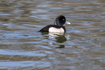 The tufted duck, Aythya fuligula, a diving duck swimming on a Lake at Munich