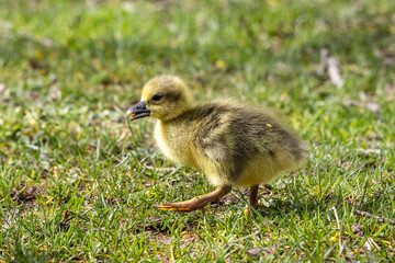 Beautiful yellow fluffy greylag goose baby gosling in spring, Anser anser