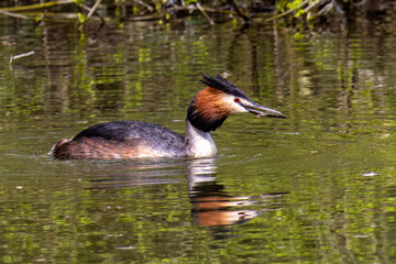 Great Crested Grebe, Podiceps cristatus has caught a fish.