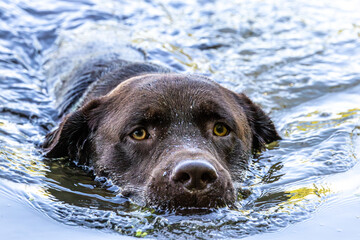 Labrador retriever, Canis lupus familiaris swimming in a lake. Healthy chocolate brown labrador...