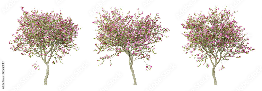 Wall mural bauhinia variegata tree on transparent background, png plant, 3d render illustration.