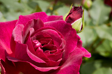 Black Roses captivate people with their sweet fragrance and color in the midsummer garden.