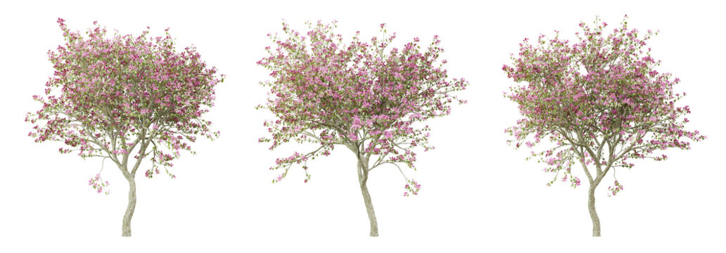 Bauhinia variegata tree on transparent background, png plant, 3d render illustration.