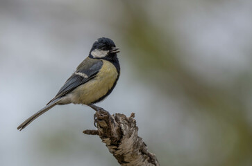 the great tit in the branch