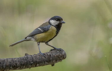 Obraz premium the great tit in the branch