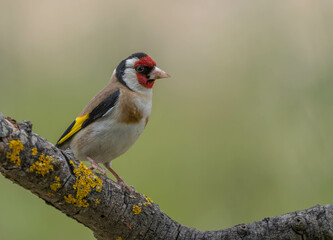 European Goldfinch in the branch


