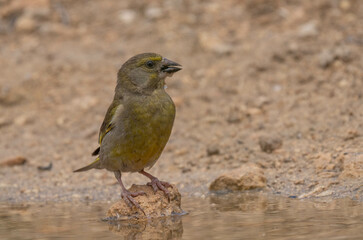 European Greenfinch in the pond

