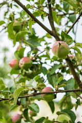 organic apples on  the tree