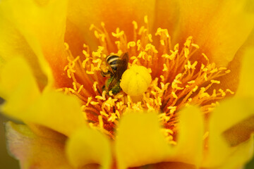 Fototapeta na wymiar Green sweat bee foraging in a cactus flower in Connecticut.