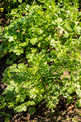 organic cilantro in the garden