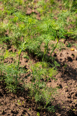 organic dill in the garden