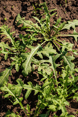 organic arugula in the garden
