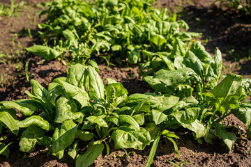organic spinach in the garden