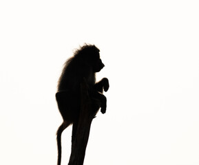 Male baboon sentry sits in silhouette on a dead tree trunk to look out for predators