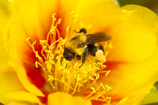 Bumblebee foraging in a yellow cactus flower in Connecticut. - Powered by Adobe