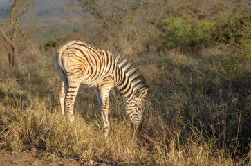 Fototapeta na wymiar A zebra foal with a big mane grazing in an African game reserve