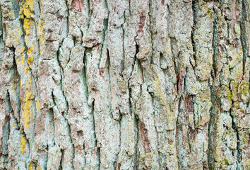 Tree bark with lichen close-up.
