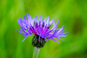 Blossom of mountain knapweed against a green background. Close-up of the flowering plant. Centaurea montana.
